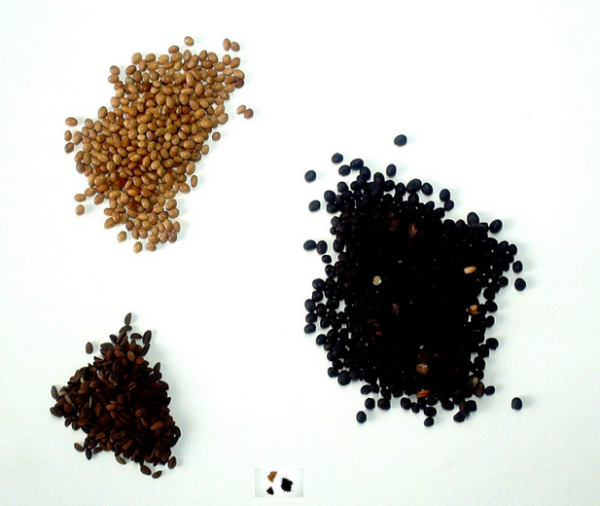 Miljøfrøblanding mix