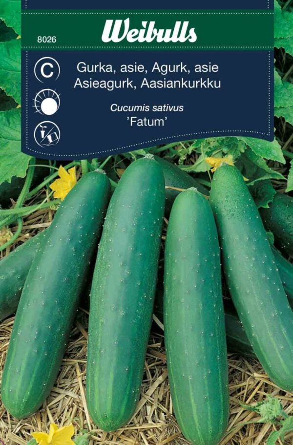 Agurk, asie, fatum