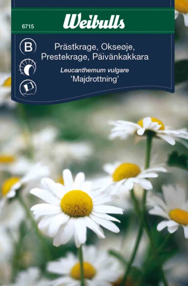 Okseøje, præstekrage