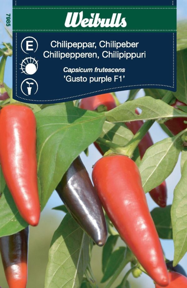 Peber Chili Gusto purple