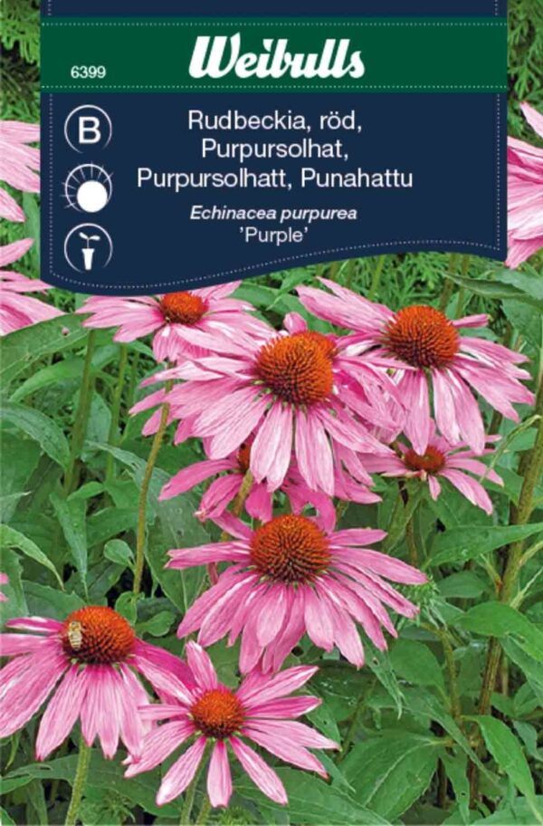 Solhat purpursolhat