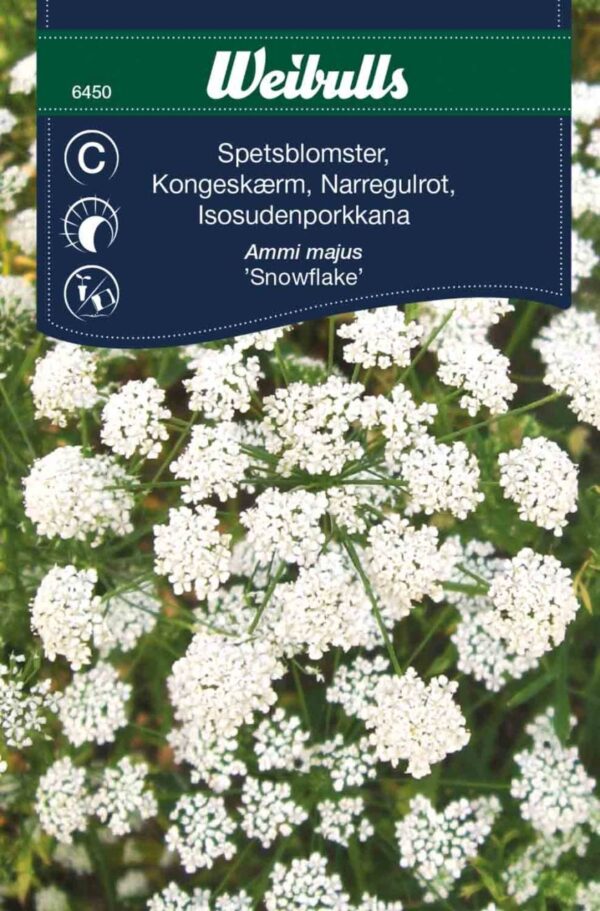 Kongeskærm snowflake