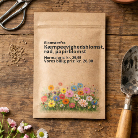 Kæmpeevighedsblomst, rød, papirblomst
