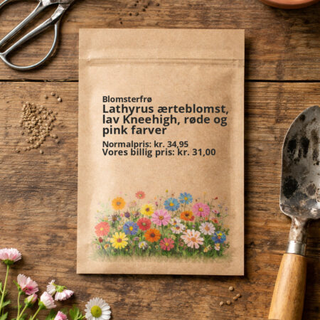 Lathyrus ærteblomst, lav Kneehigh, røde og pink farver