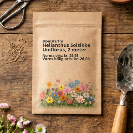 Helianthus Solsikke Uniflorus, 2 meter