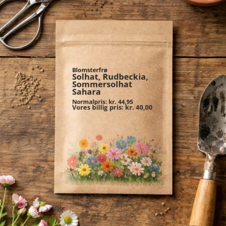 Solhat, Rudbeckia, Sommersolhat Sahara