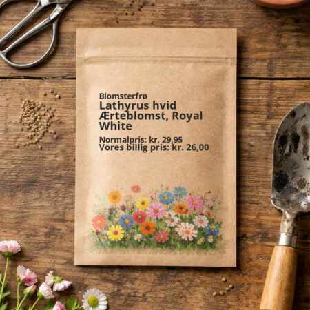 Lathyrus hvid Ærteblomst, Royal White
