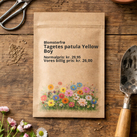 Tagetes patula Yellow Boy