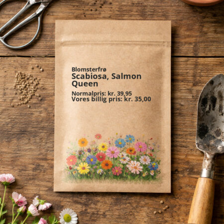 Scabiosa, Salmon Queen