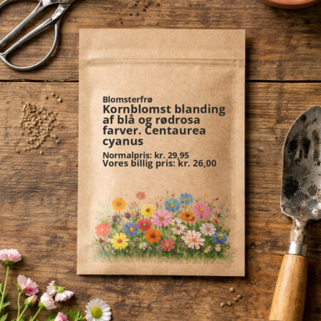 Kornblomst blanding af blå og rødrosa farver. Centaurea cyanus