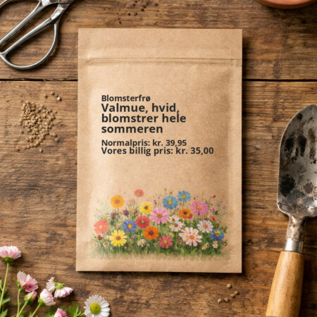 Valmue, hvid, blomstrer hele sommeren