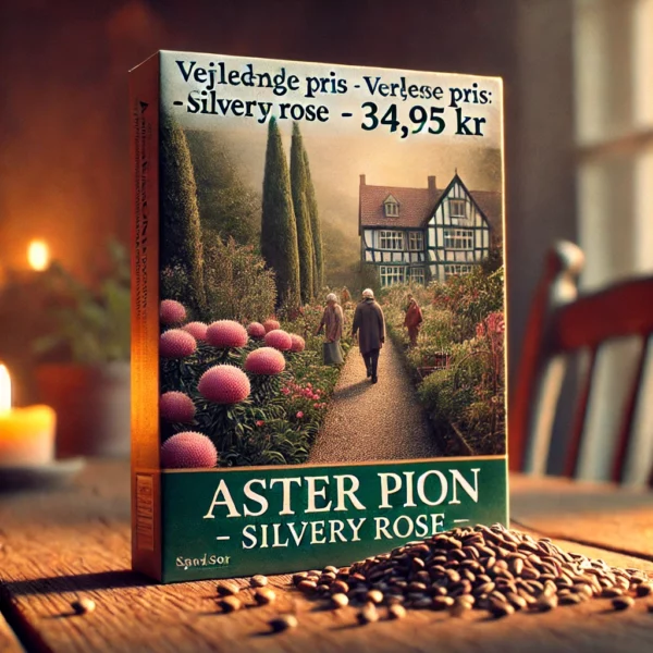 Aster pion - Silvery Rose